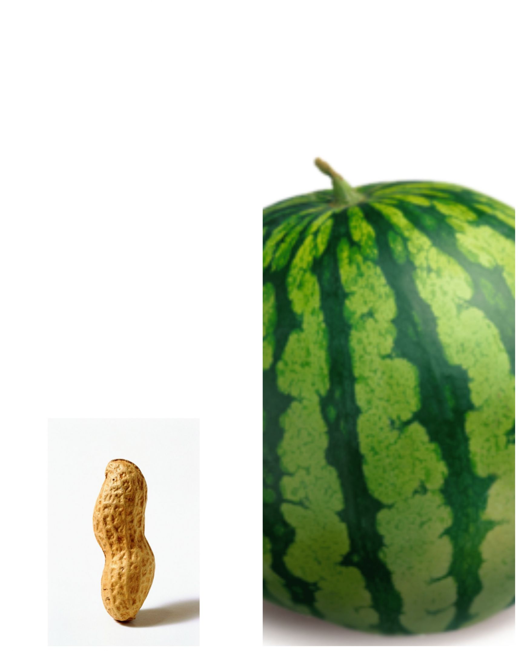 High Quality Peanut vs. Watermelon Blank Meme Template