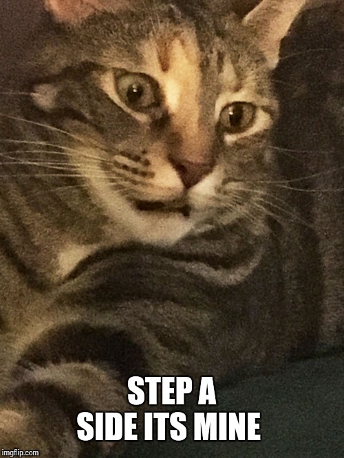 When u are hungry and u see something nice | STEP A SIDE ITS MINE | image tagged in hungry cat | made w/ Imgflip meme maker