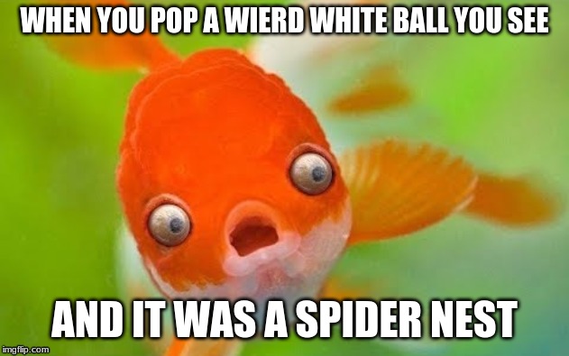 Fuuny Fisch | WHEN YOU POP A WIERD WHITE BALL YOU SEE; AND IT WAS A SPIDER NEST | image tagged in funny | made w/ Imgflip meme maker