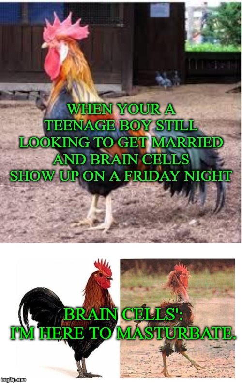 A real cock fight/be kind and curtious rape is never funny | WHEN YOUR A TEENAGE BOY STILL LOOKING TO GET MARRIED AND BRAIN CELLS SHOW UP ON A FRIDAY NIGHT; BRAIN CELLS': I'M HERE TO MASTURBATE. | image tagged in cock rooster,before and after marriage,masterbation | made w/ Imgflip meme maker