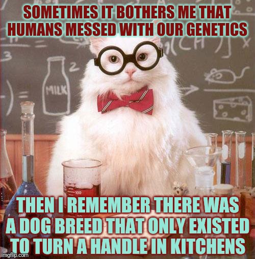 Justice for the ugly little turnspit | SOMETIMES IT BOTHERS ME THAT HUMANS MESSED WITH OUR GENETICS; THEN I REMEMBER THERE WAS A DOG BREED THAT ONLY EXISTED TO TURN A HANDLE IN KITCHENS | image tagged in science cat,cats,dogs,science,history | made w/ Imgflip meme maker