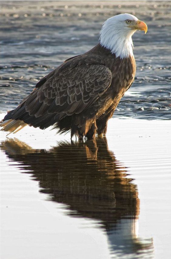 High Quality eagle Blank Meme Template