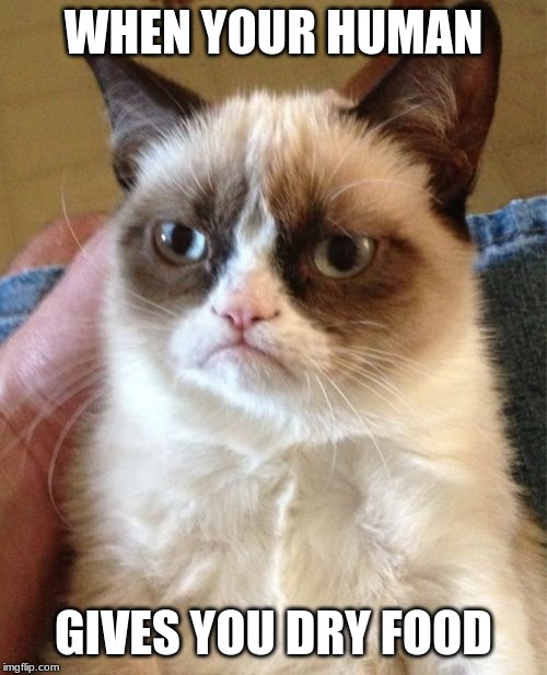 Grumpy Cat Meme | WHEN YOUR HUMAN; GIVES YOU DRY FOOD | image tagged in memes,grumpy cat | made w/ Imgflip meme maker