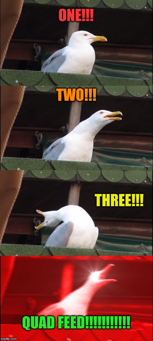 Inhaling Seagull | ONE!!! TWO!!! THREE!!! QUAD FEED!!!!!!!!!!! | image tagged in memes,inhaling seagull | made w/ Imgflip meme maker