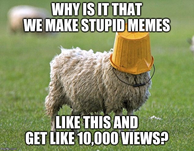 stupid sheep | WHY IS IT THAT WE MAKE STUPID MEMES; LIKE THIS AND GET LIKE 10,000 VIEWS? | image tagged in stupid sheep | made w/ Imgflip meme maker