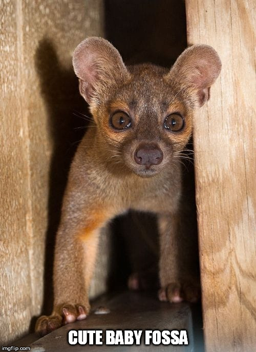 CUTE BABY FOSSA | made w/ Imgflip meme maker