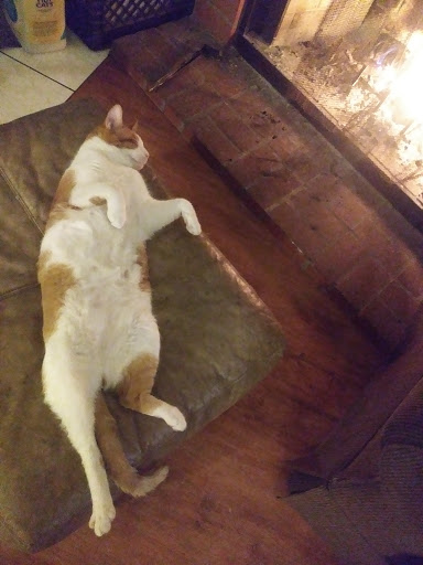 lazy fat cat Blank Meme Template