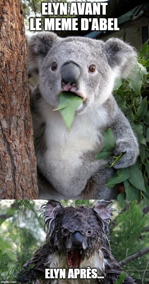 ELYN AVANT LE MEME D'ABEL; ELYN APRÈS... | image tagged in memes,surprised koala,angry koala | made w/ Imgflip meme maker
