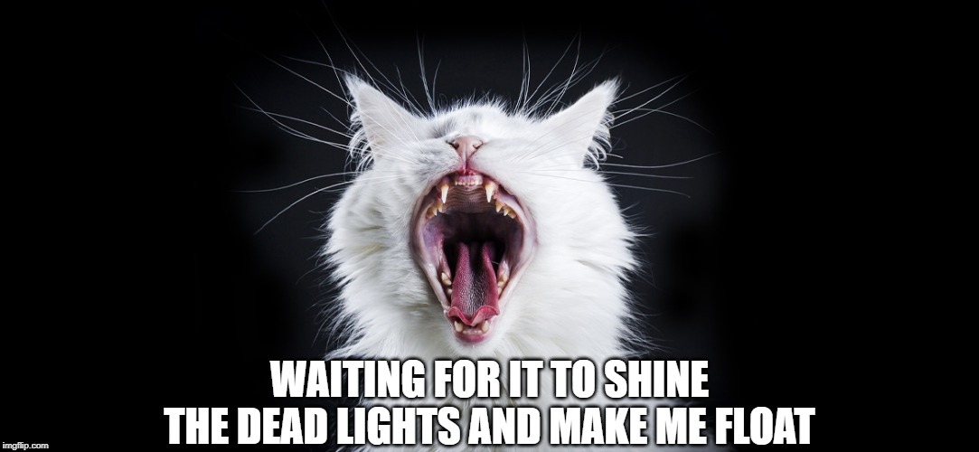 Pennywise the Cat | WAITING FOR IT TO SHINE THE DEAD LIGHTS AND MAKE ME FLOAT | image tagged in cat | made w/ Imgflip meme maker