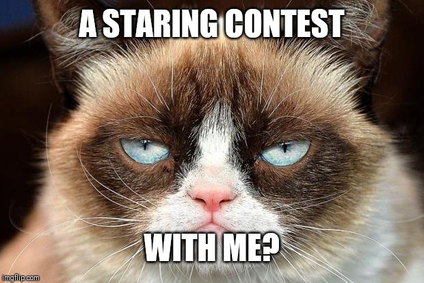Grumpy Cat Not Amused Meme | A STARING CONTEST; WITH ME? | image tagged in memes,grumpy cat not amused,grumpy cat | made w/ Imgflip meme maker