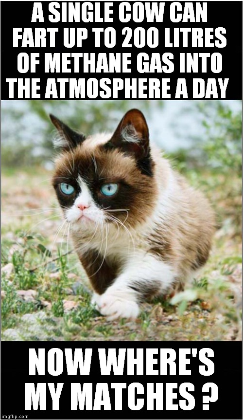 Grumpys Global Warming Solution | A SINGLE COW CAN FART UP TO 200 LITRES OF METHANE GAS INTO THE ATMOSPHERE A DAY; NOW WHERE'S MY MATCHES ? | image tagged in fun,grumpy cat,cows,environmental | made w/ Imgflip meme maker
