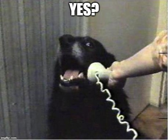 Yes this is dog | YES? | image tagged in yes this is dog | made w/ Imgflip meme maker
