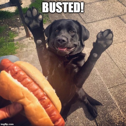 Hot dog face | BUSTED! | image tagged in hot dog face | made w/ Imgflip meme maker