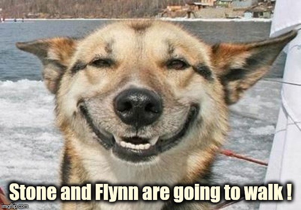 smiling dog | Stone and Flynn are going to walk ! | image tagged in smiling dog | made w/ Imgflip meme maker