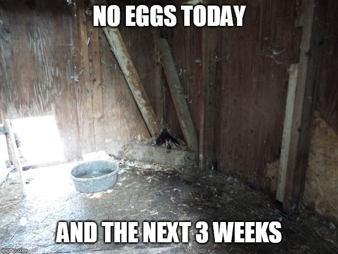 AT LEAST THEY WILL BE BABIES | NO EGGS TODAY; AND THE NEXT 3 WEEKS | image tagged in duck,ducks,eggs,duckling | made w/ Imgflip meme maker