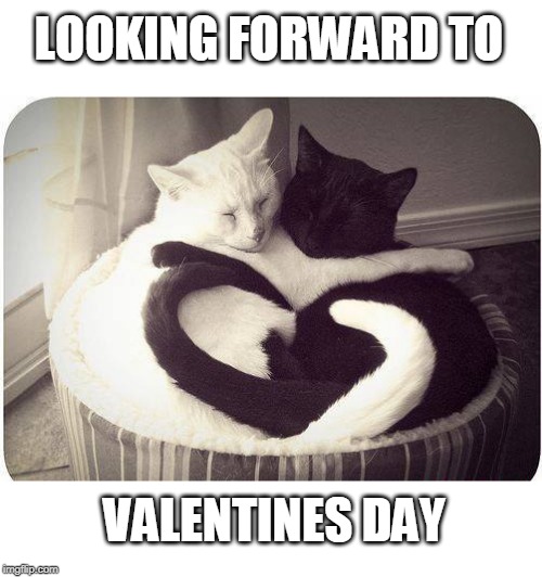 LOOKING FORWARD TO; VALENTINES DAY | image tagged in cats,valentine's day,cute cat | made w/ Imgflip meme maker