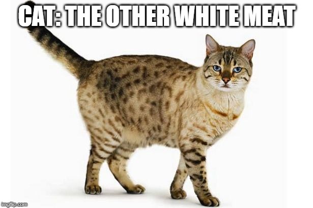 CAT: THE OTHER WHITE MEAT | made w/ Imgflip meme maker