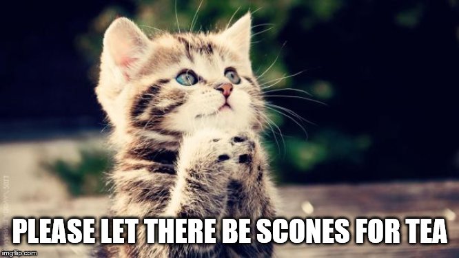 Praying cat | PLEASE LET THERE BE SCONES FOR TEA | image tagged in praying cat | made w/ Imgflip meme maker