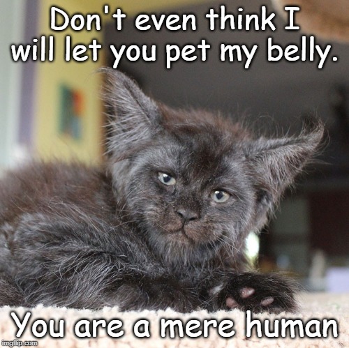 no belly rubbing | Don't even think I will let you pet my belly. You are a mere human | image tagged in cat humor,belly rub | made w/ Imgflip meme maker