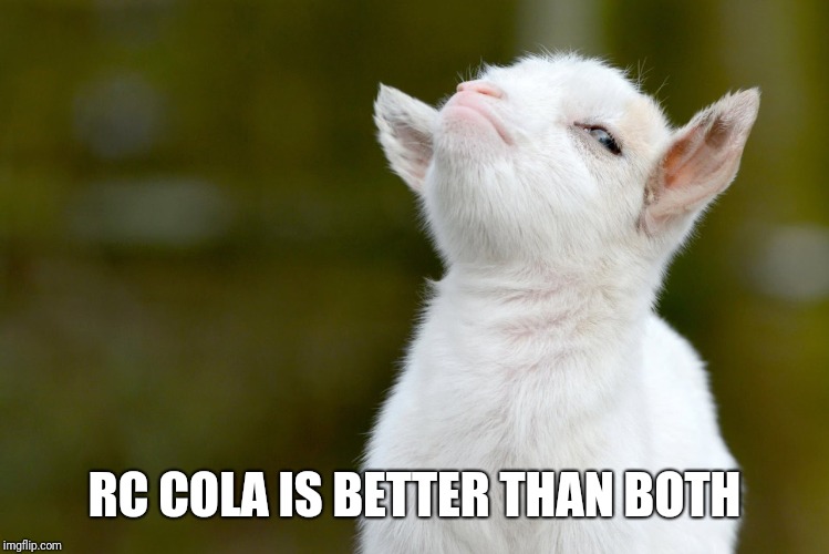 RC COLA IS BETTER THAN BOTH | image tagged in proud baby goat | made w/ Imgflip meme maker