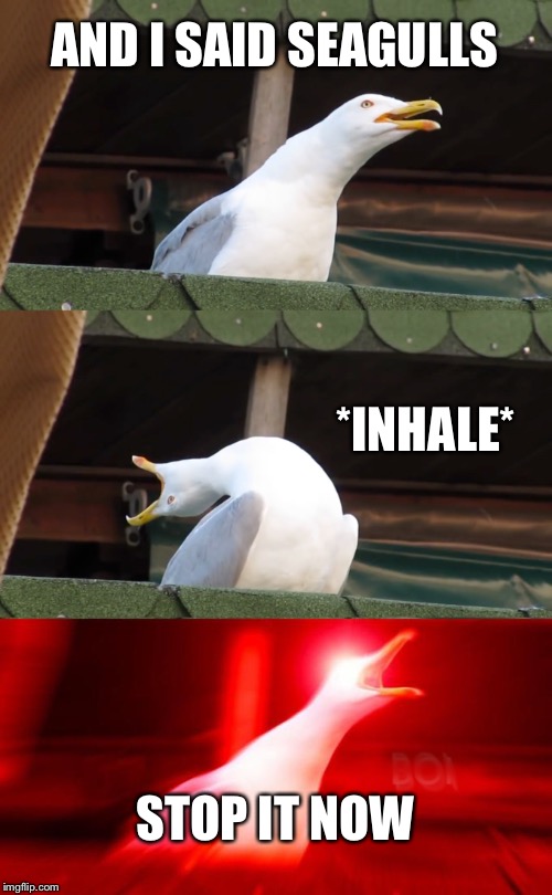 Inhaling seagull | AND I SAID SEAGULLS; *INHALE*; STOP IT NOW | image tagged in inhaling seagull | made w/ Imgflip meme maker