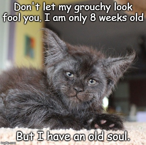 I have an old soul | Don't let my grouchy look fool you. I am only 8 weeks old; But I have an old soul. | image tagged in grouchy cat,maine coon,old soul,cat humor | made w/ Imgflip meme maker