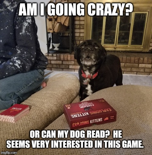 Hey! Can I play? | AM I GOING CRAZY? OR CAN MY DOG READ?  HE SEEMS VERY INTERESTED IN THIS GAME. | image tagged in dogs,funny dogs,board games | made w/ Imgflip meme maker