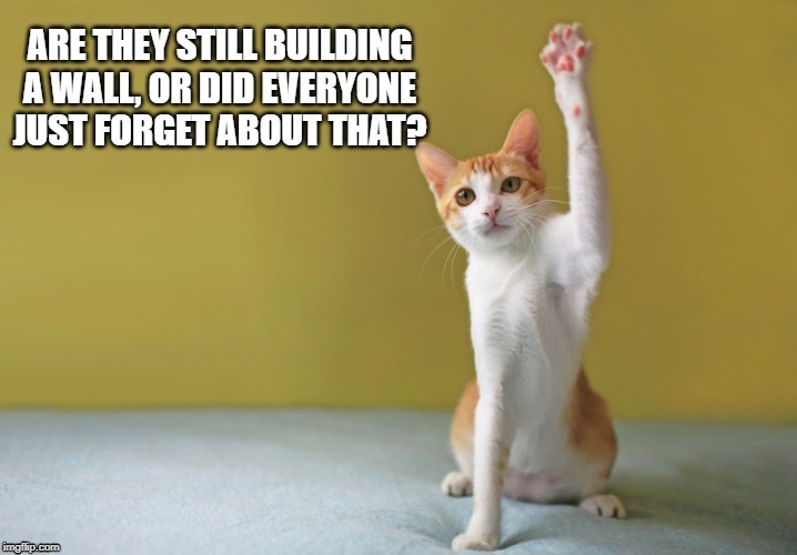 Curious Cat | image tagged in curious question cat | made w/ Imgflip meme maker