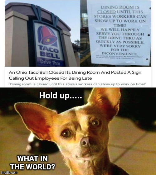 An Ohio Taco Bell closed it's dining room | Hold up..... WHAT IN THE WORLD? | image tagged in taco bell chihuahua,taco bell,restaurant,memes,meme,funny | made w/ Imgflip meme maker