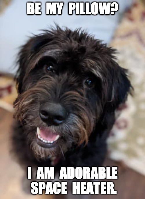 Cute dog wants nap buddy | BE  MY  PILLOW? I  AM  ADORABLE  SPACE  HEATER. | image tagged in cute black dog,zeppelin,funny dogs | made w/ Imgflip meme maker