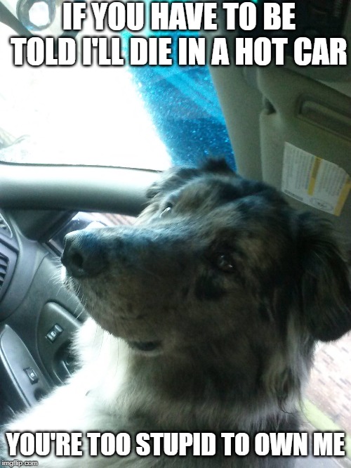 FUZZ | IF YOU HAVE TO BE TOLD I'LL DIE IN A HOT CAR; YOU'RE TOO STUPID TO OWN ME | image tagged in dog,meme | made w/ Imgflip meme maker