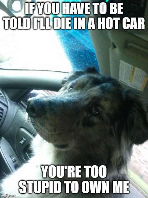 FUZZY SAID | IF YOU HAVE TO BE TOLD I'LL DIE IN A HOT CAR; YOU'RE TOO STUPID TO OWN ME | image tagged in dog meme | made w/ Imgflip meme maker