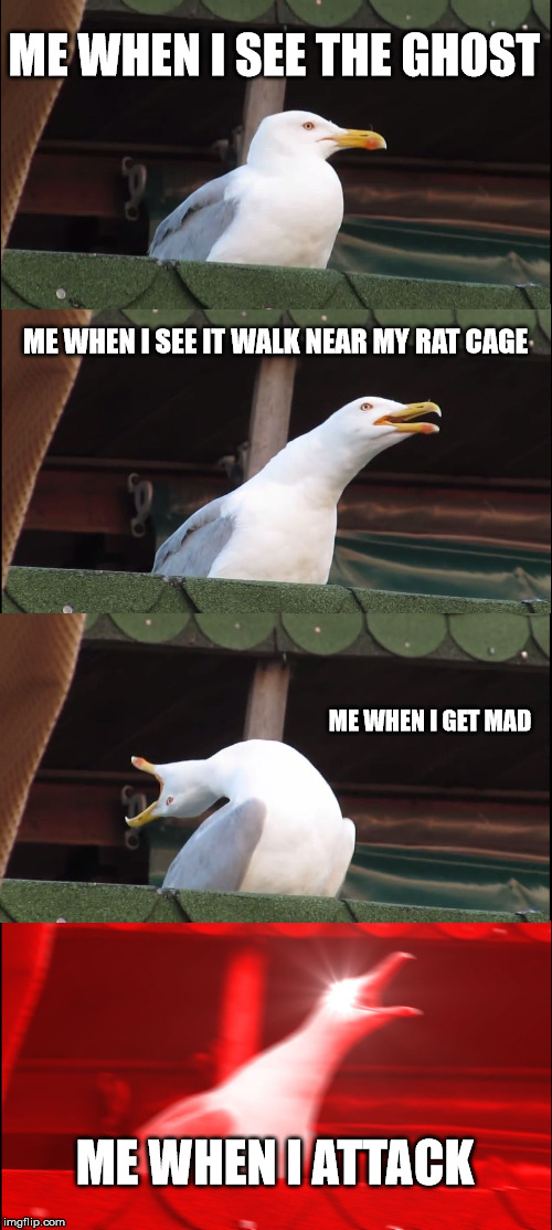 Inhaling Seagull | ME WHEN I SEE THE GHOST; ME WHEN I SEE IT WALK NEAR MY RAT CAGE; ME WHEN I GET MAD; ME WHEN I ATTACK | image tagged in memes,inhaling seagull | made w/ Imgflip meme maker