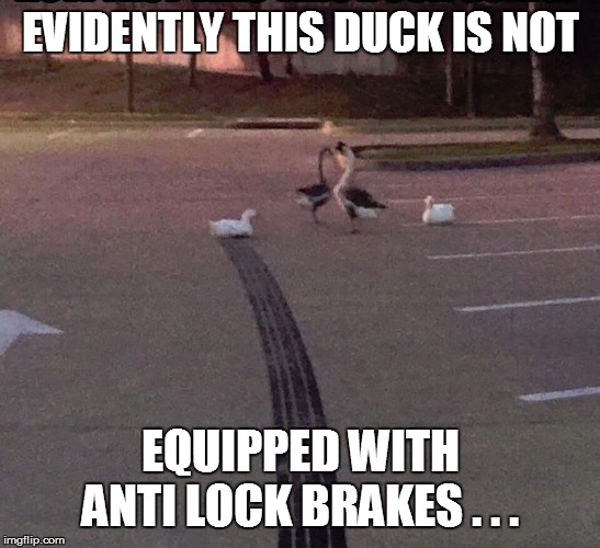 EVIDENTLY THIS DUCK IS NOT; EQUIPPED WITH ANTI LOCK BRAKES . . . | image tagged in bad pun,lol so funny,funny,funny memes,funny meme,funny animals | made w/ Imgflip meme maker