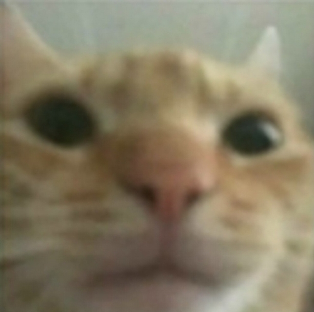 High Quality Ugly cat Blank Meme Template