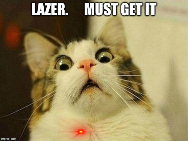 Scared Cat Meme | LAZER.      MUST GET IT | image tagged in memes,scared cat | made w/ Imgflip meme maker