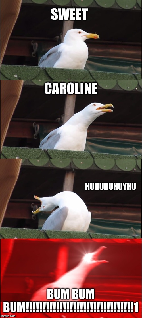 Inhaling Seagull Meme | SWEET; CAROLINE; HUHUHUHUYHU; BUM BUM BUM!!!!!!!!!!!!!!!!!!!!!!!!!!!!!!!!1 | image tagged in memes,inhaling seagull | made w/ Imgflip meme maker