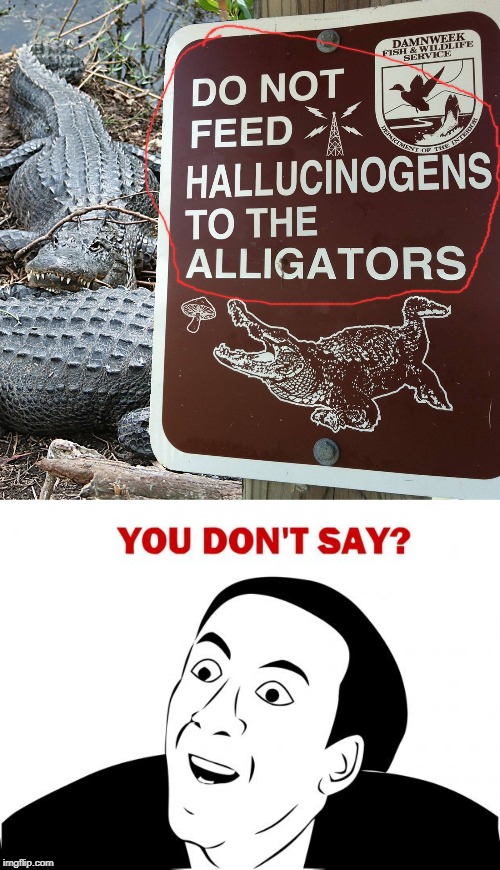 True Story. | image tagged in memes,you don't say,funny,alligators,hallu block | made w/ Imgflip meme maker