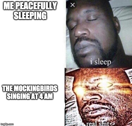i sleep real shit | ME PEACEFULLY SLEEPING; THE MOCKINGBIRDS SINGING AT 4 AM | image tagged in i sleep real shit | made w/ Imgflip meme maker
