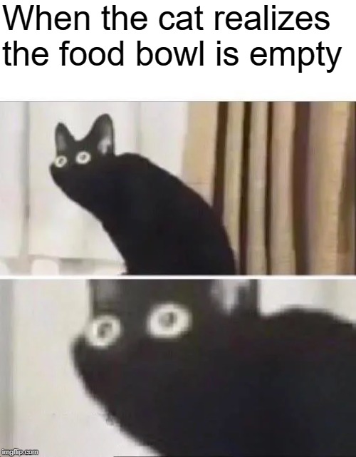 Oh No Black Cat | When the cat realizes the food bowl is empty | image tagged in oh no black cat | made w/ Imgflip meme maker