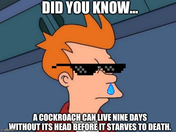 Futurama Fry | DID YOU KNOW... A COCKROACH CAN LIVE NINE DAYS WITHOUT ITS HEAD BEFORE IT STARVES TO DEATH. | image tagged in memes,futurama fry | made w/ Imgflip meme maker