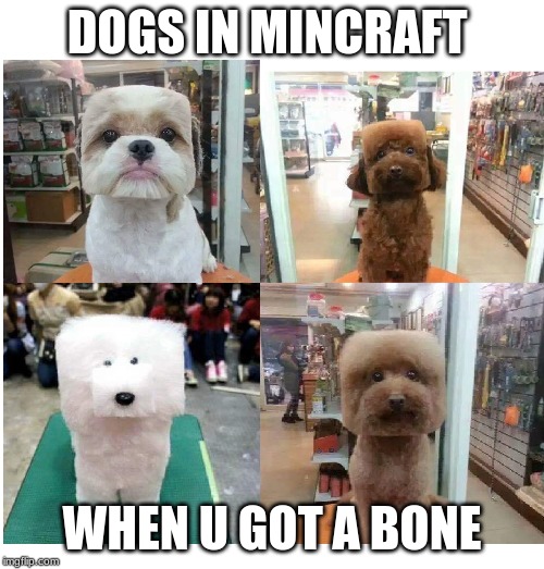 Mincraft Dogs IRL | DOGS IN MINCRAFT; WHEN U GOT A BONE | image tagged in mincraft dogs irl | made w/ Imgflip meme maker