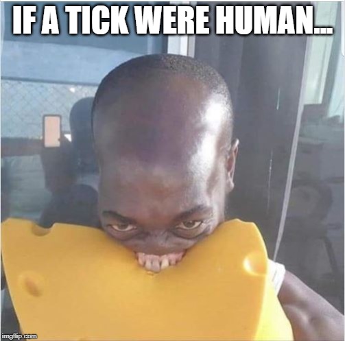 Once Bitten | IF A TICK WERE HUMAN... | image tagged in funny picture | made w/ Imgflip meme maker