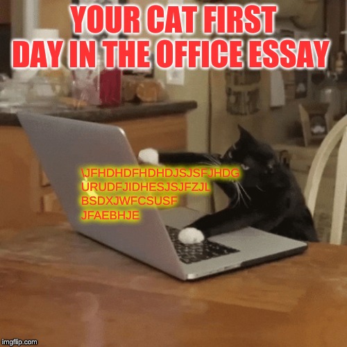 cat willams get it lol | YOUR CAT FIRST DAY IN THE OFFICE ESSAY; \JFHDHDFHDHDJSJSFJHDG
URUDFJIDHESJSJFZJL
BSDXJWFCSUSF
JFAEBHJE | image tagged in cat laptop,kitten cats | made w/ Imgflip meme maker