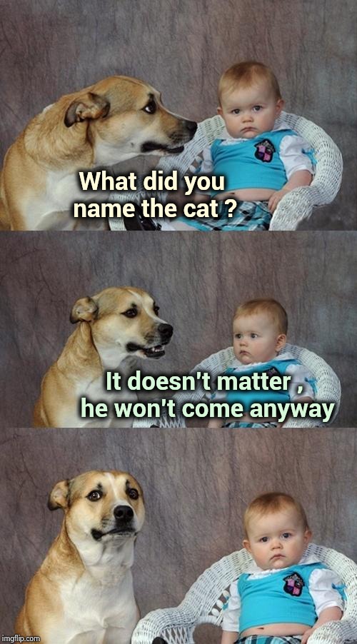 Cats just don't care | What did you 
name the cat ? It doesn't matter ,
 he won't come anyway | image tagged in memes,dad joke dog,grumpy cat,woman yelling at cat,cool cat stroll,heavy breathing cat | made w/ Imgflip meme maker