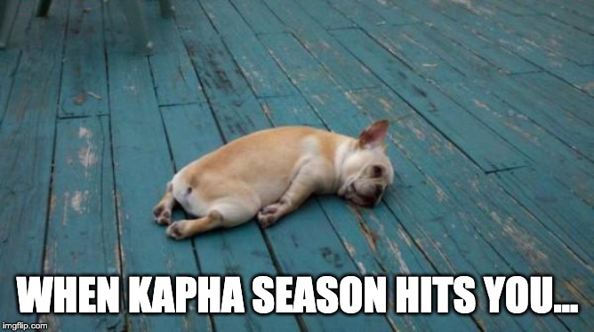 tired dog | WHEN KAPHA SEASON HITS YOU... | image tagged in tired dog,kapha,ayurveda,kapha season | made w/ Imgflip meme maker