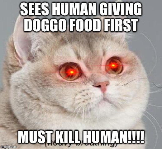 Heavy Breathing Cat Meme | SEES HUMAN GIVING DOGGO FOOD FIRST; MUST KILL HUMAN!!!! | image tagged in memes,heavy breathing cat | made w/ Imgflip meme maker