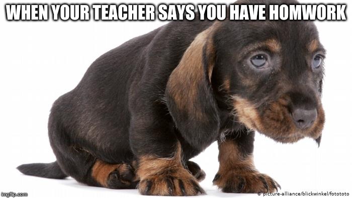 WHEN YOUR TEACHER SAYS YOU HAVE HOMWORK | image tagged in doge,too damn high,sad but true,sad cat,sadness | made w/ Imgflip meme maker