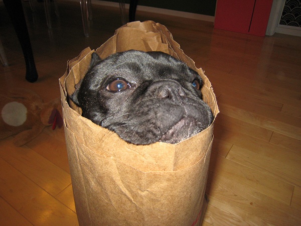 Dog in a Bag Blank Meme Template