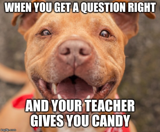 WHEN YOU GET A QUESTION RIGHT; AND YOUR TEACHER GIVES YOU CANDY | image tagged in doge | made w/ Imgflip meme maker